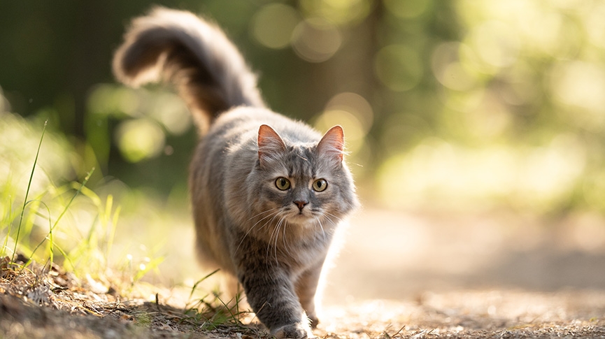 寵物日光浴-好處-風險及補充維他命D-狗貓都適合曬太陽嗎